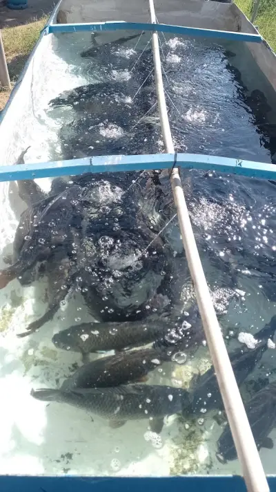Рибен Магазин Golden Fish