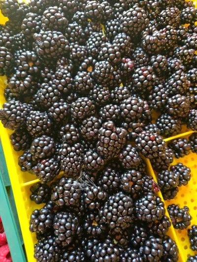 Плод и зеленчук "Драгалевци" (Fruitstore.Dragalevtsi)