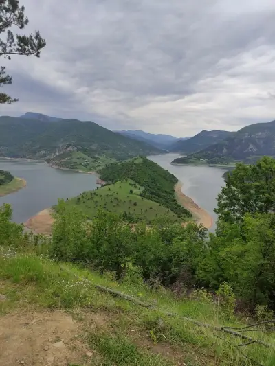 Белите брези