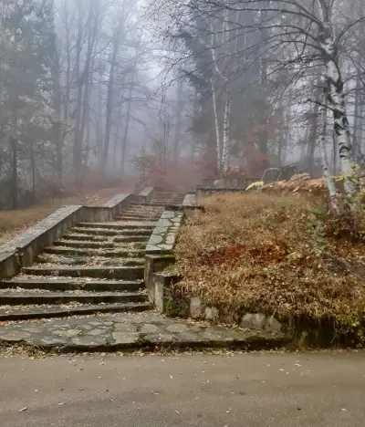 Белите брези
