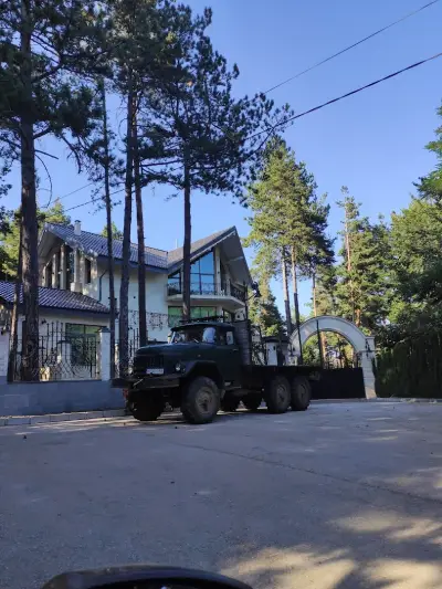 Белите брези