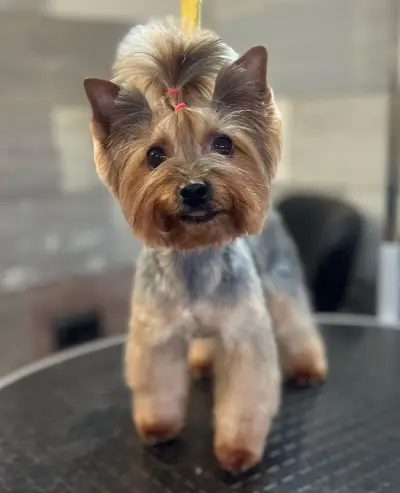 Pet Barber