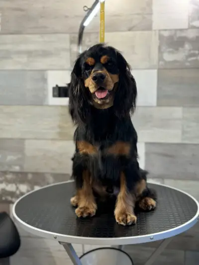 Pet Barber