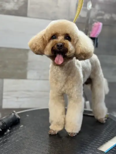Pet Barber