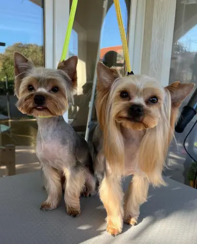 Pet Barber