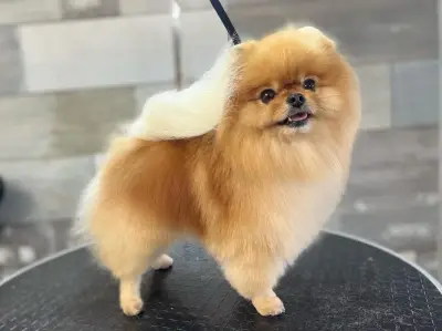 Pet Barber