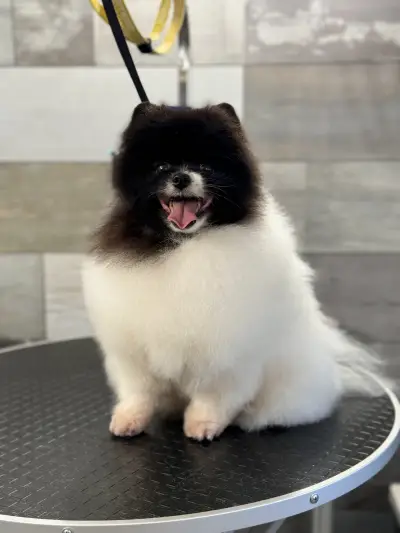 Pet Barber