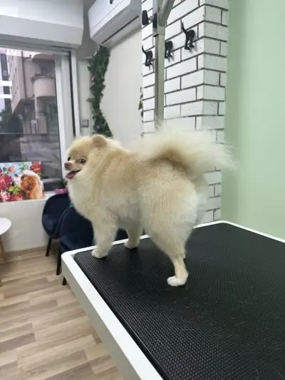 Jigullett grooming  salon