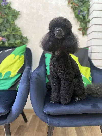 Jigullett grooming  salon