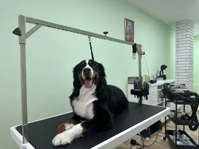 Jigullett grooming  salon