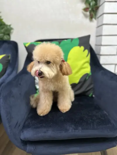 Jigullett grooming  salon