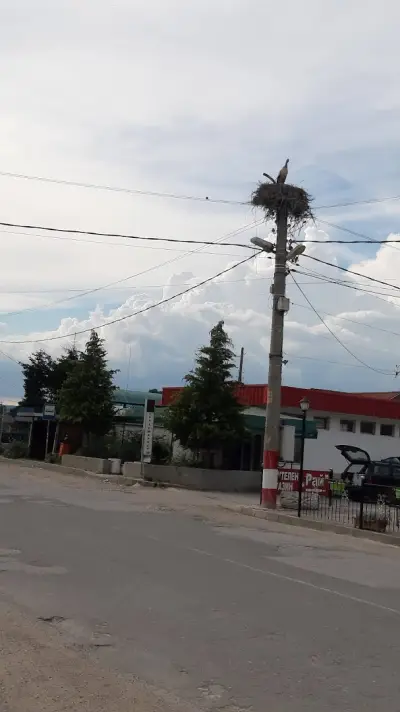 Тополово