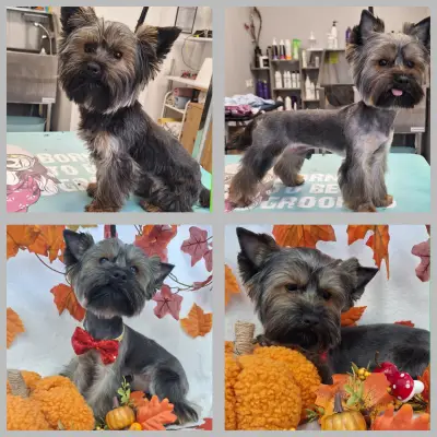 Grey Groom