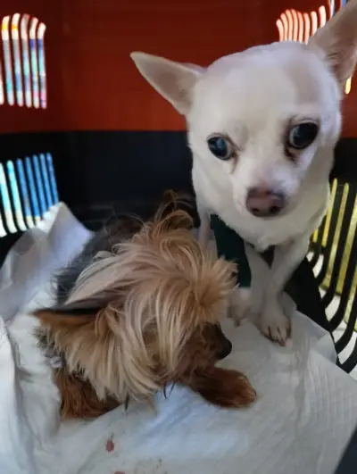 Ветеринарна амбулатория "Амика Вет"