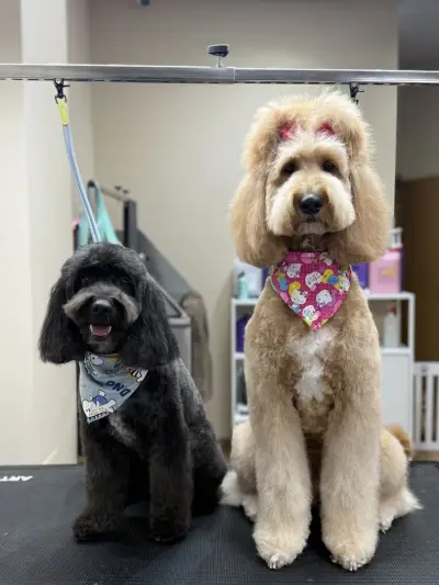 Sancho Grooming Salon