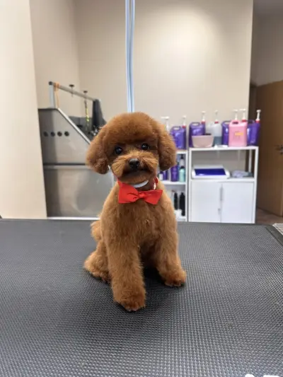 Sancho Grooming Salon