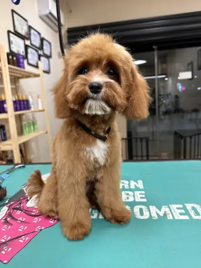 Sancho Grooming Salon