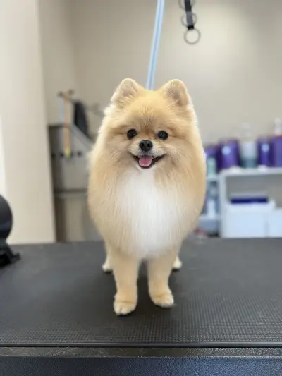 Sancho Grooming Salon