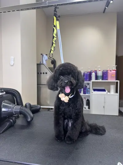 Sancho Grooming Salon