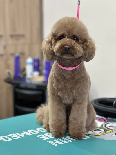 Sancho Grooming Salon