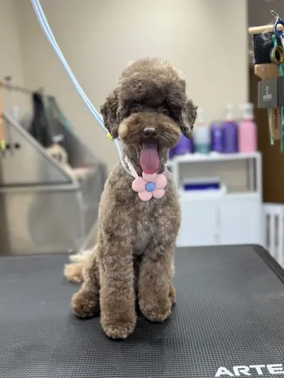 Sancho Grooming Salon