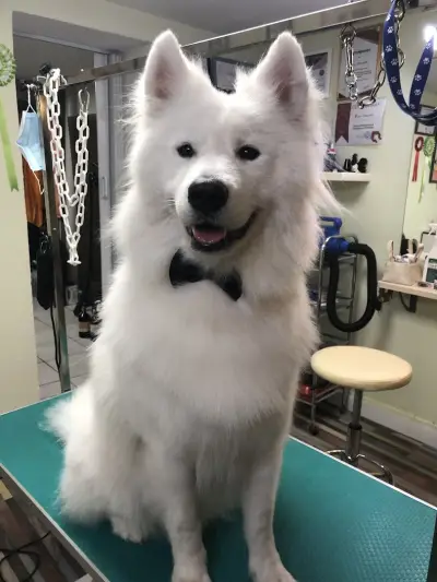 Happy Puppies Grooming- салон за подстригване на кучета