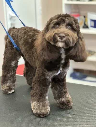 Happy Puppies Grooming- салон за подстригване на кучета