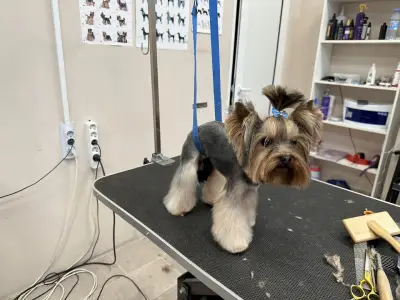 Happy Puppies Grooming- салон за подстригване на кучета