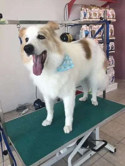 Happy Puppies Grooming- салон за подстригване на кучета