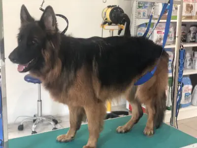 Happy Puppies Grooming- салон за подстригване на кучета