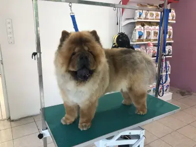 Happy Puppies Grooming- салон за подстригване на кучета