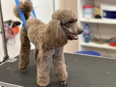 Happy Puppies Grooming- салон за подстригване на кучета