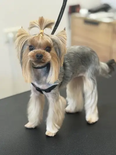 Findus Pet Grooming