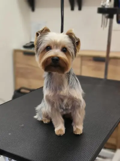 Findus Pet Grooming