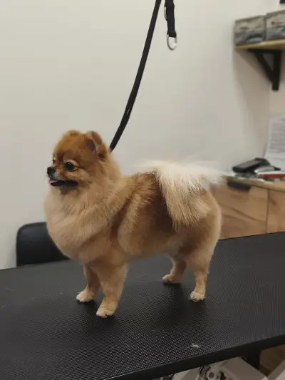 Findus Pet Grooming