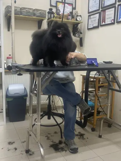 Findus Pet Grooming