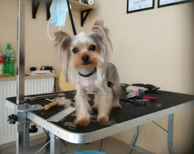 Findus Pet Grooming