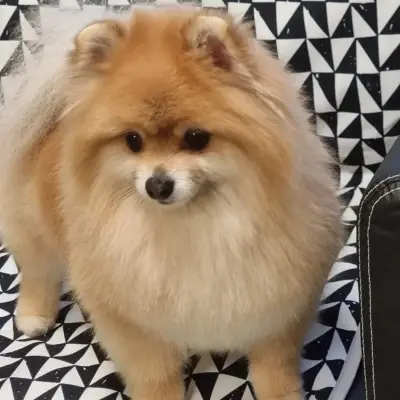 VP Grooming Boutique