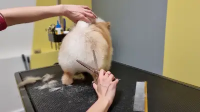 VP Grooming Boutique