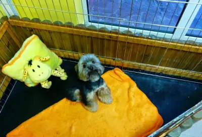 Master of Puppies