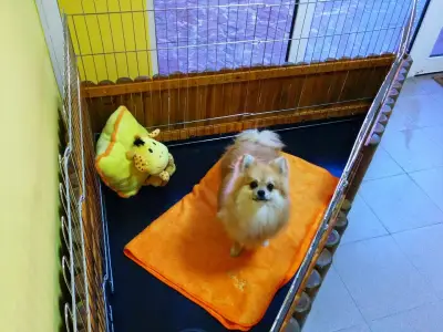 Master of Puppies