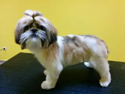 Master of Puppies
