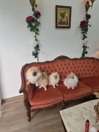 Doreta Professional Grooming, бутик и груминг услуги за домашни любимци