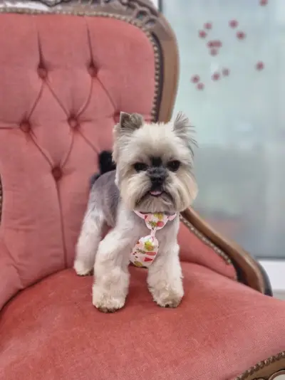 Doreta Professional Grooming, бутик и груминг услуги за домашни любимци
