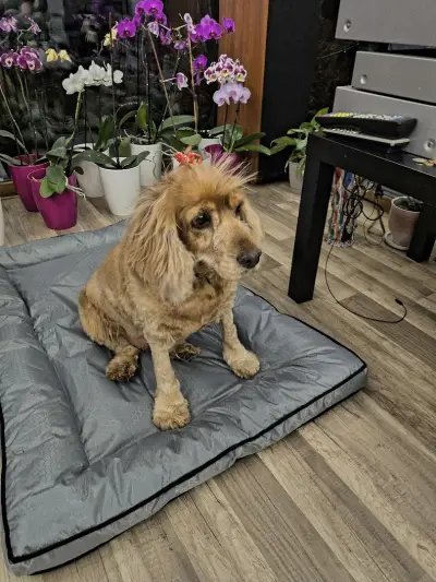 Груминг салон "Йорки и приятели" (Yorkie and friends)
