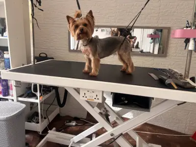 Груминг салон "Йорки и приятели" (Yorkie and friends)