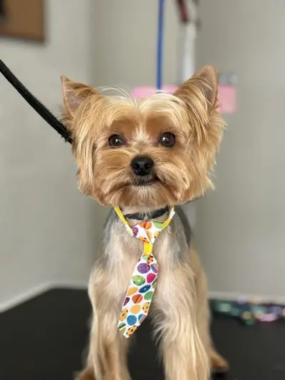 Груминг салон "Йорки и приятели" (Yorkie and friends)