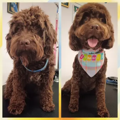 Shampoo Puppy Pet Grooming