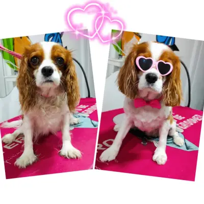 Shampoo Puppy Pet Grooming