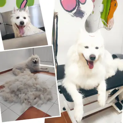 Shampoo Puppy Pet Grooming